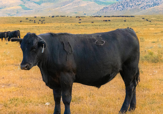Beef pre order